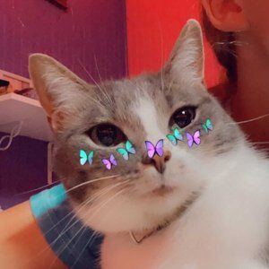 Meet your Posher, Kurstyn